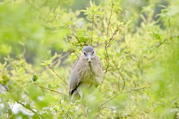 Black-crowned Night Heron 名古屋市 Sun, 5/3/2020