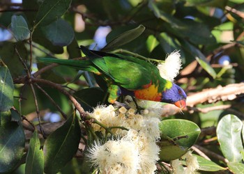 Rainbow Lorikeet ケアンズ Sun, 10/20/2019