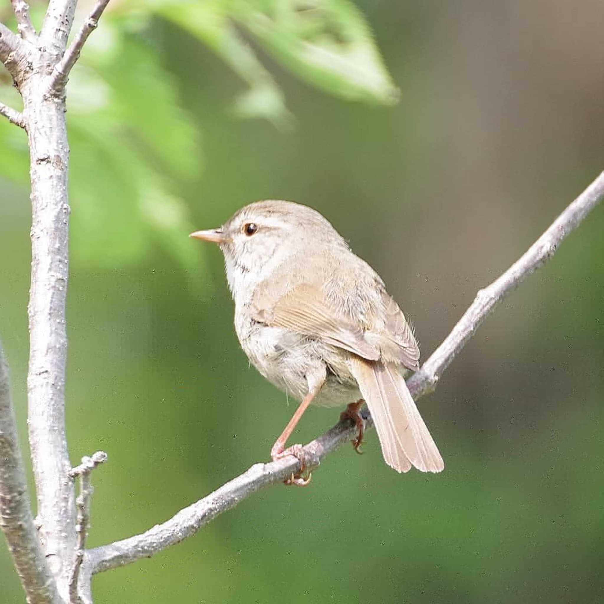 Photo of Japanese Bush Warbler at 羽曳野しらとりの郷 by のなきち