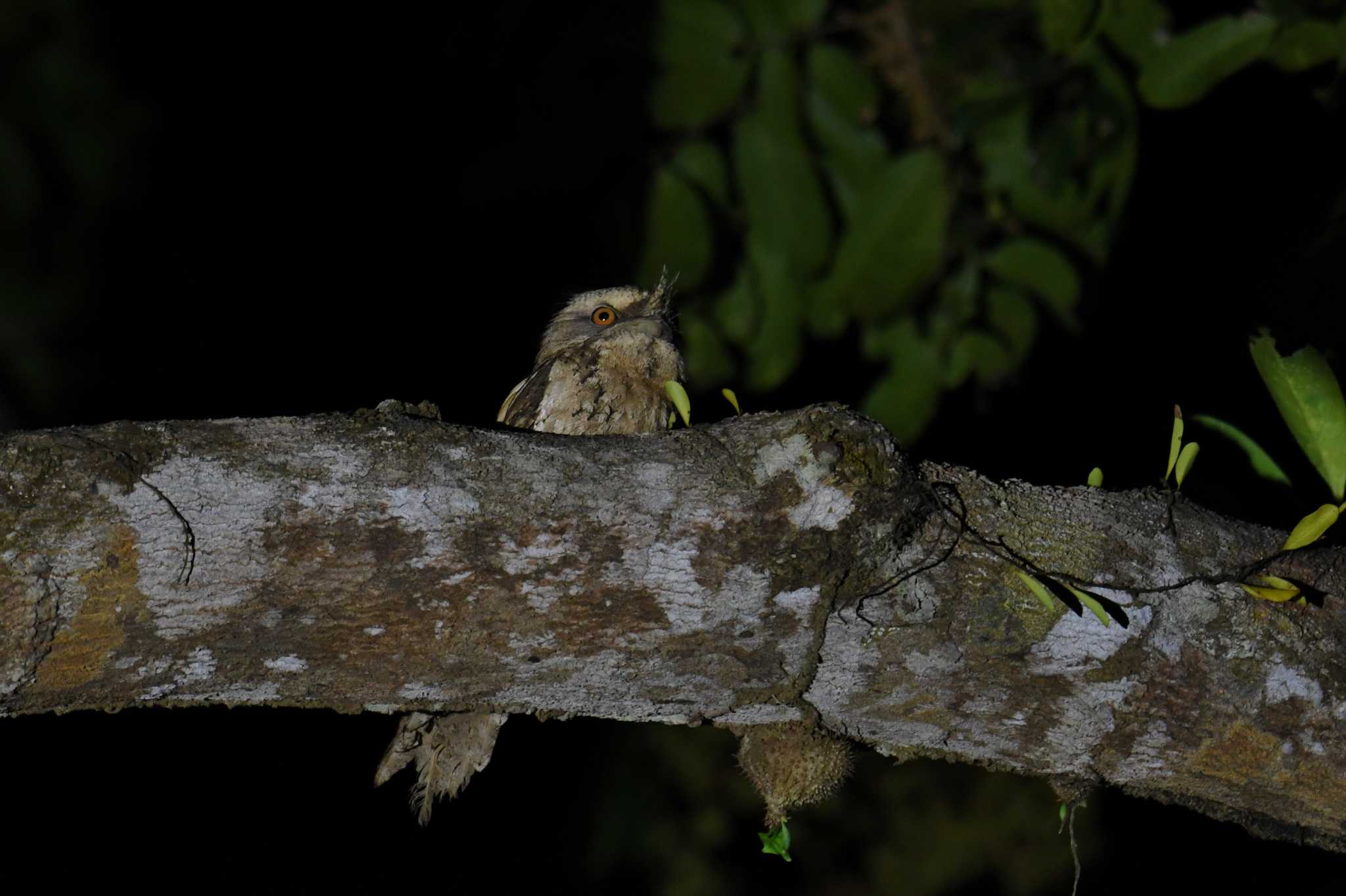 Marbled Frogmouth