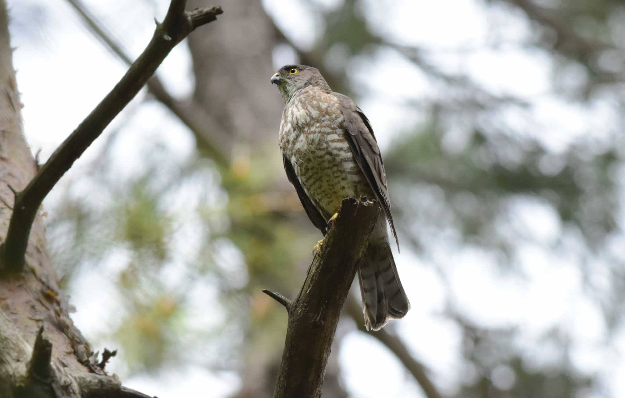 Photo of Japanese Sparrowhawk at  by お気楽探鳥家