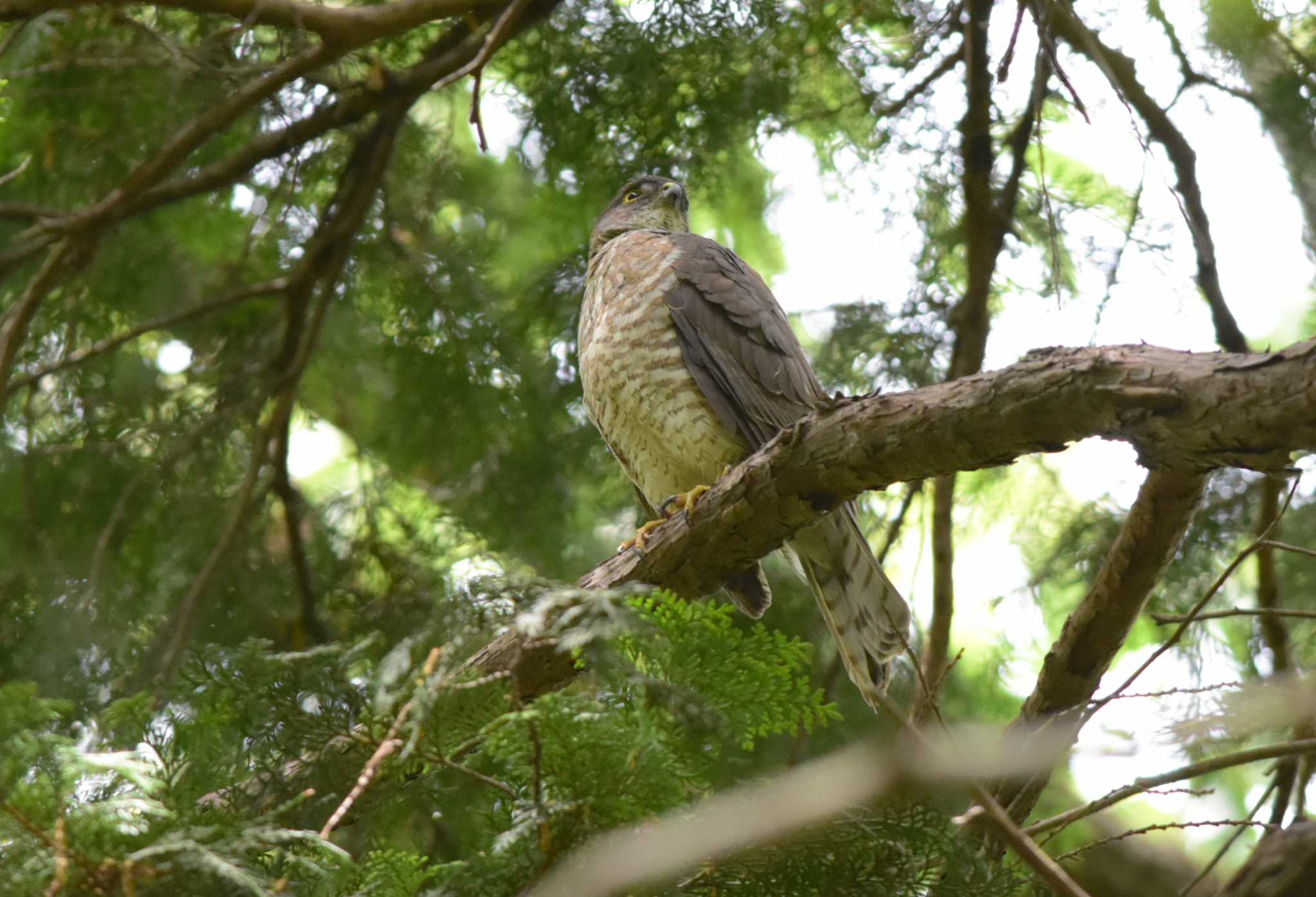 Photo of Japanese Sparrowhawk at  by お気楽探鳥家