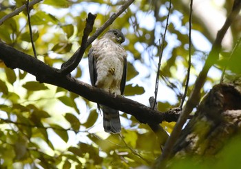 Japanese Sparrowhawk Shakujii Park Sun, 4/26/2020