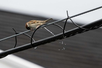 Eurasian Tree Sparrow 京都市西京区 Wed, 5/6/2020