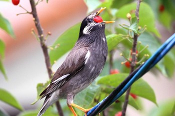 White-cheeked Starling 京都市西京区 Wed, 5/6/2020