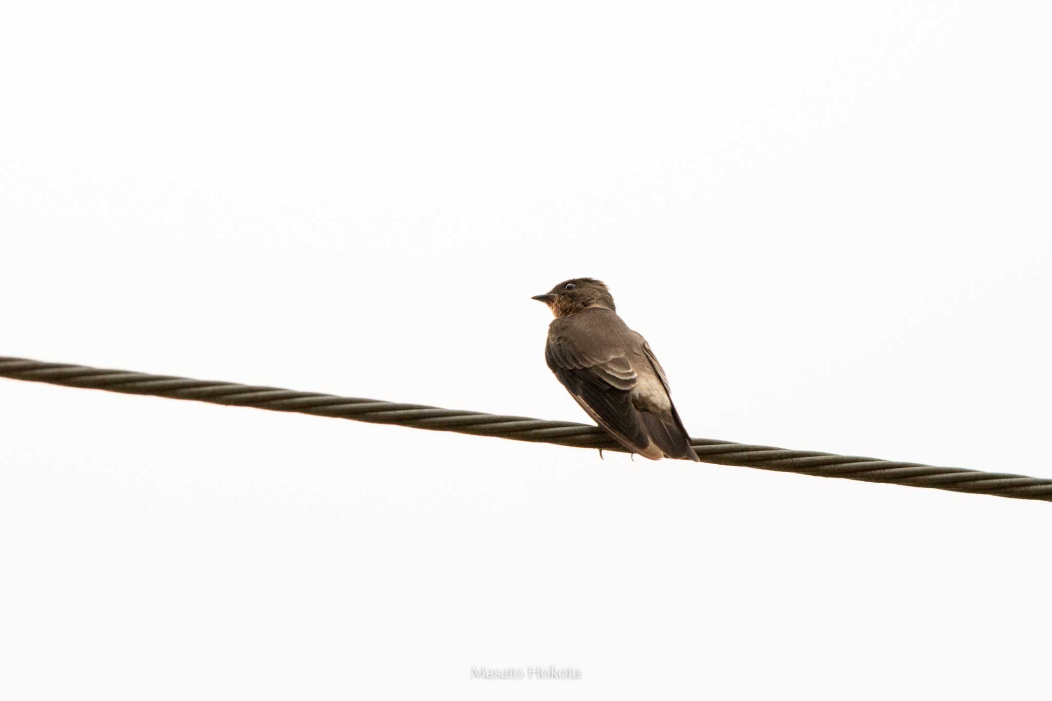 Photo of Southern Rough-winged Swallow at Summit Ponds by Trio