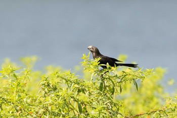 Smooth-billed Ani Panama Rainforest Discovery Center Wed, 1/2/2019