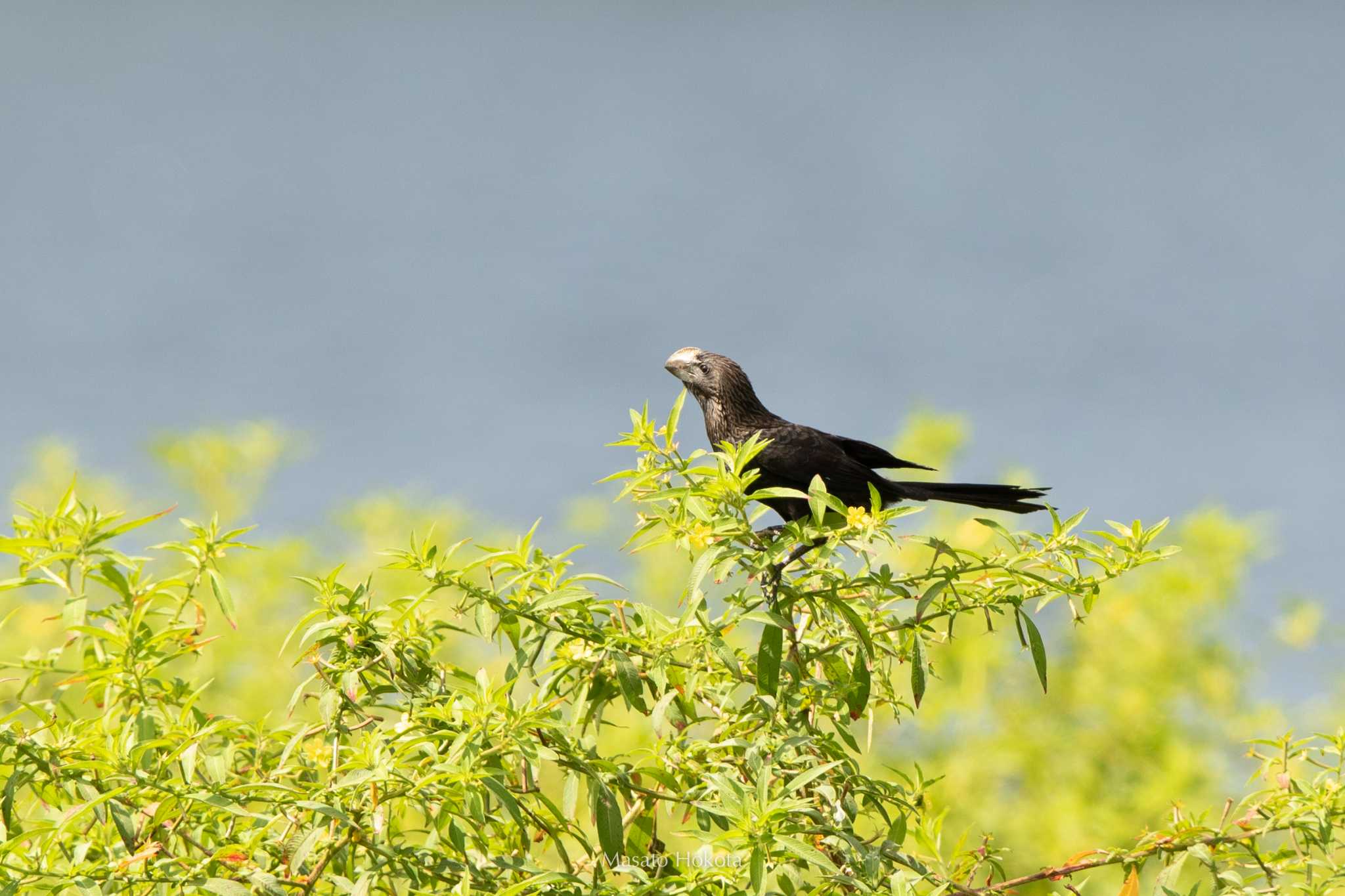 Photo of Smooth-billed Ani at Panama Rainforest Discovery Center by Trio