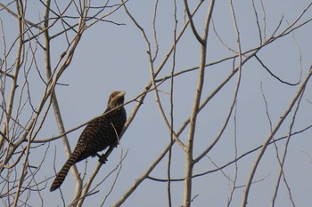 Asian Koel Khao Mai Keao Reservation Park Wed, 5/6/2020