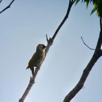 Japanese Green Woodpecker 生駒市新池 Tue, 5/5/2020