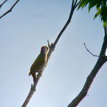 Japanese Green Woodpecker 生駒市新池 Tue, 5/5/2020