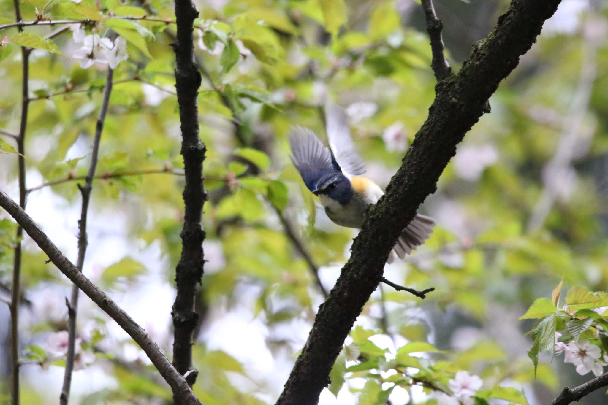 Photo of Red-flanked Bluetail at  by Kumi☆