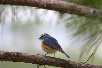 Red-flanked Bluetail Unknown Spots Wed, 5/6/2020