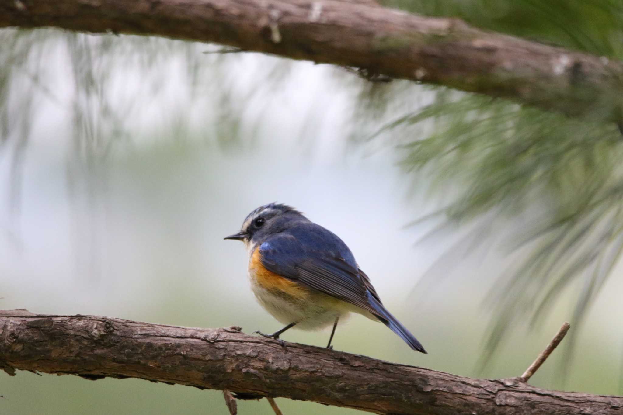 Photo of Red-flanked Bluetail at  by Kumi☆