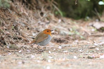 Japanese Robin Unknown Spots Wed, 5/6/2020