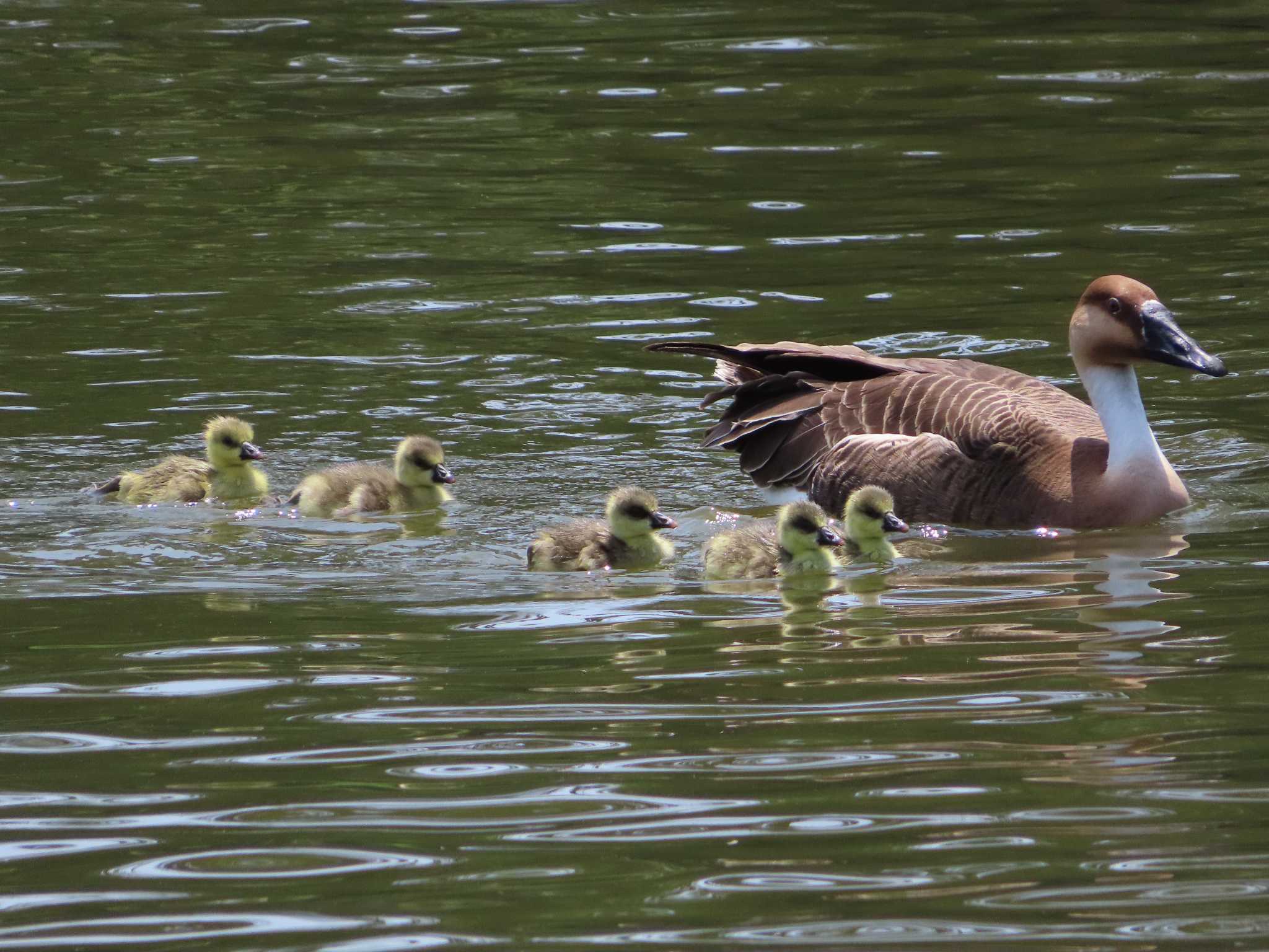 Photo of Swan Goose at Oikeshinsui Park by kou