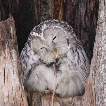 Ural Owl(japonica) Unknown Spots Unknown Date