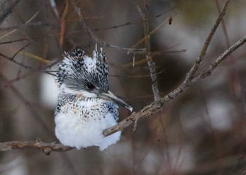 Crested Kingfisher Unknown Spots Unknown Date