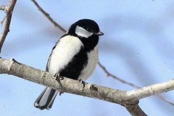 Japanese Tit Unknown Spots Unknown Date