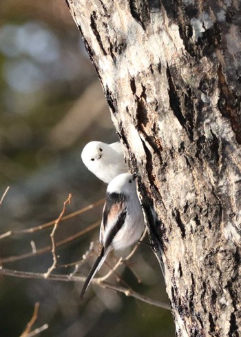 Long-tailed tit(japonicus) Unknown Spots Unknown Date