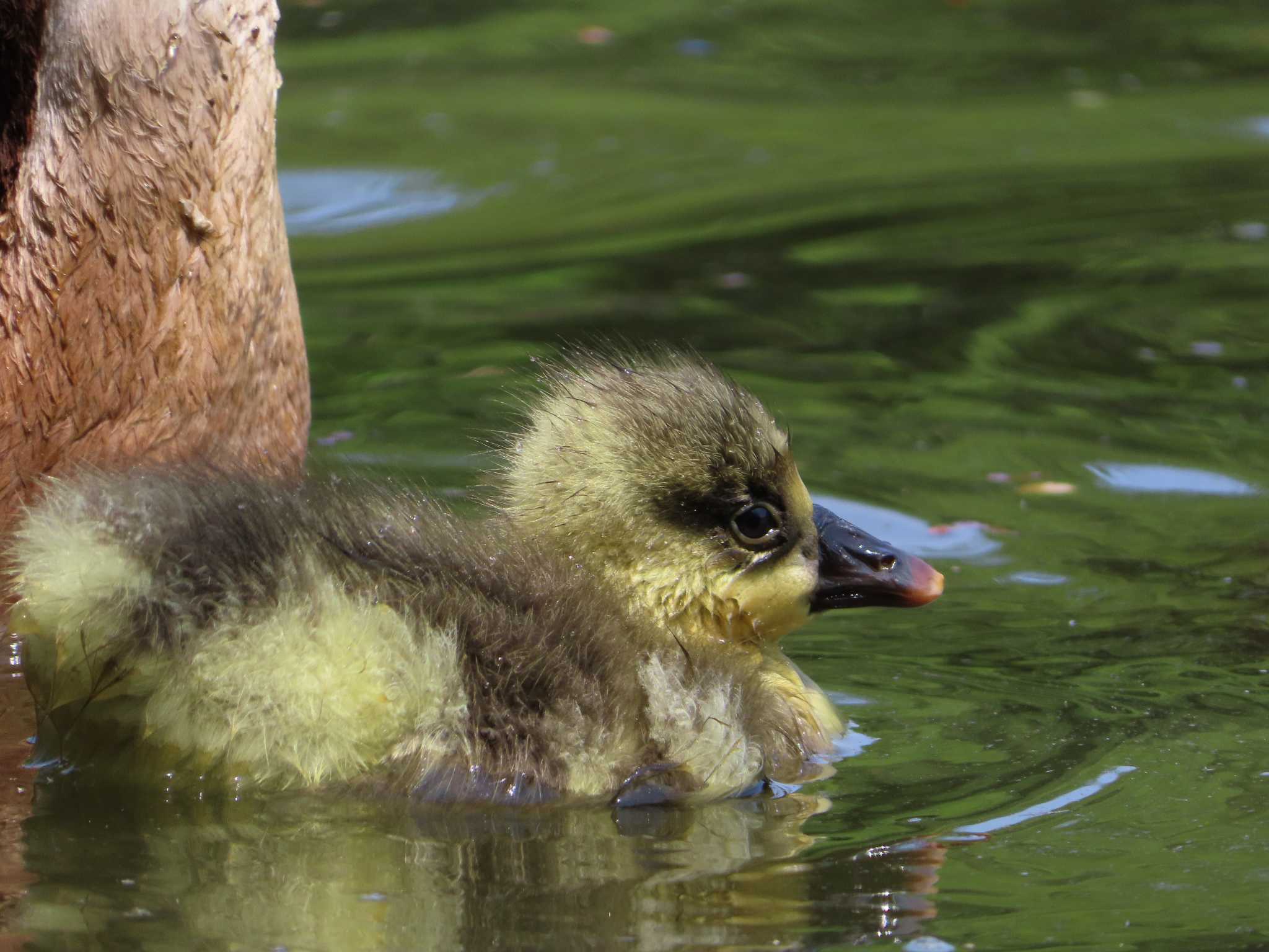 Photo of Swan Goose at Oikeshinsui Park by kou