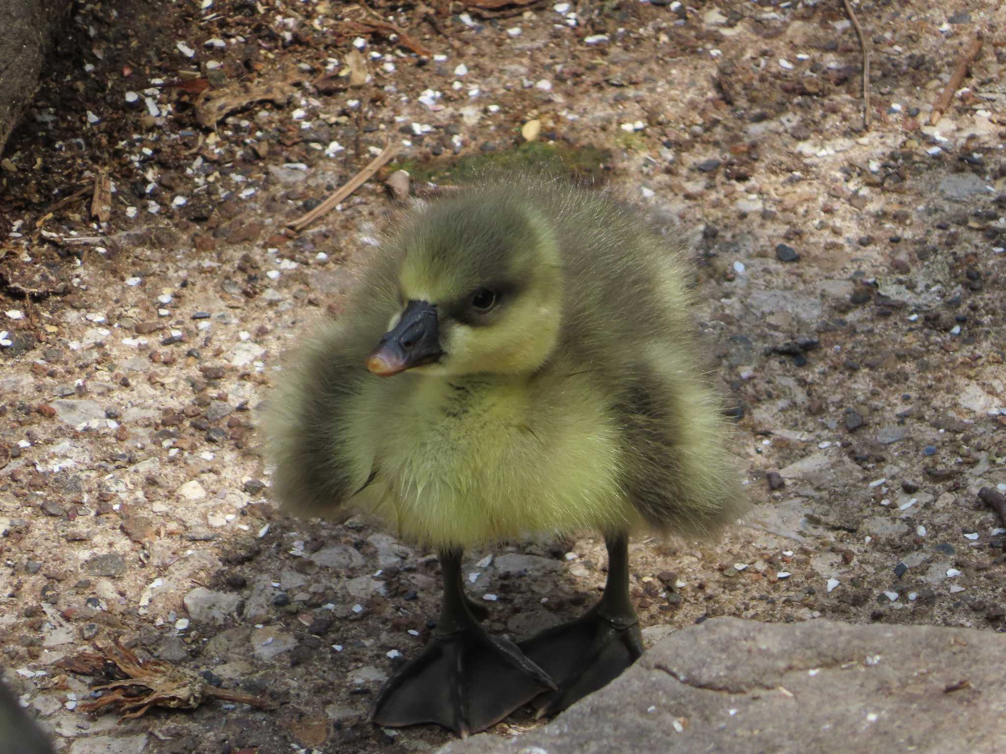 Photo of Swan Goose at Oikeshinsui Park by kou