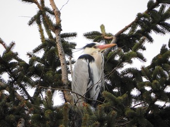 1970年1月1日(木) 北見市相内神社の野鳥観察記録