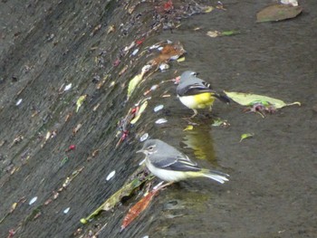 キセキレイ 恩田川(高瀬橋付近) 2020年5月6日(水)