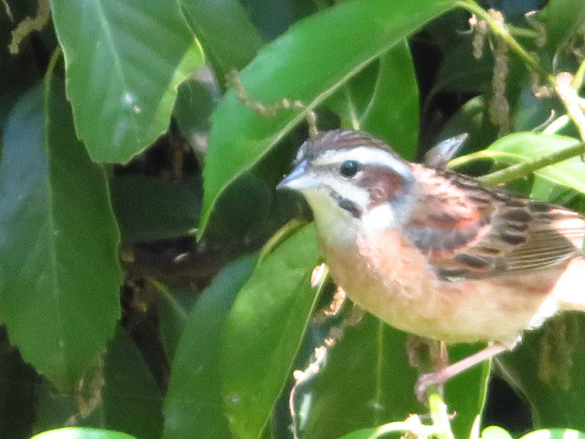 Meadow Bunting