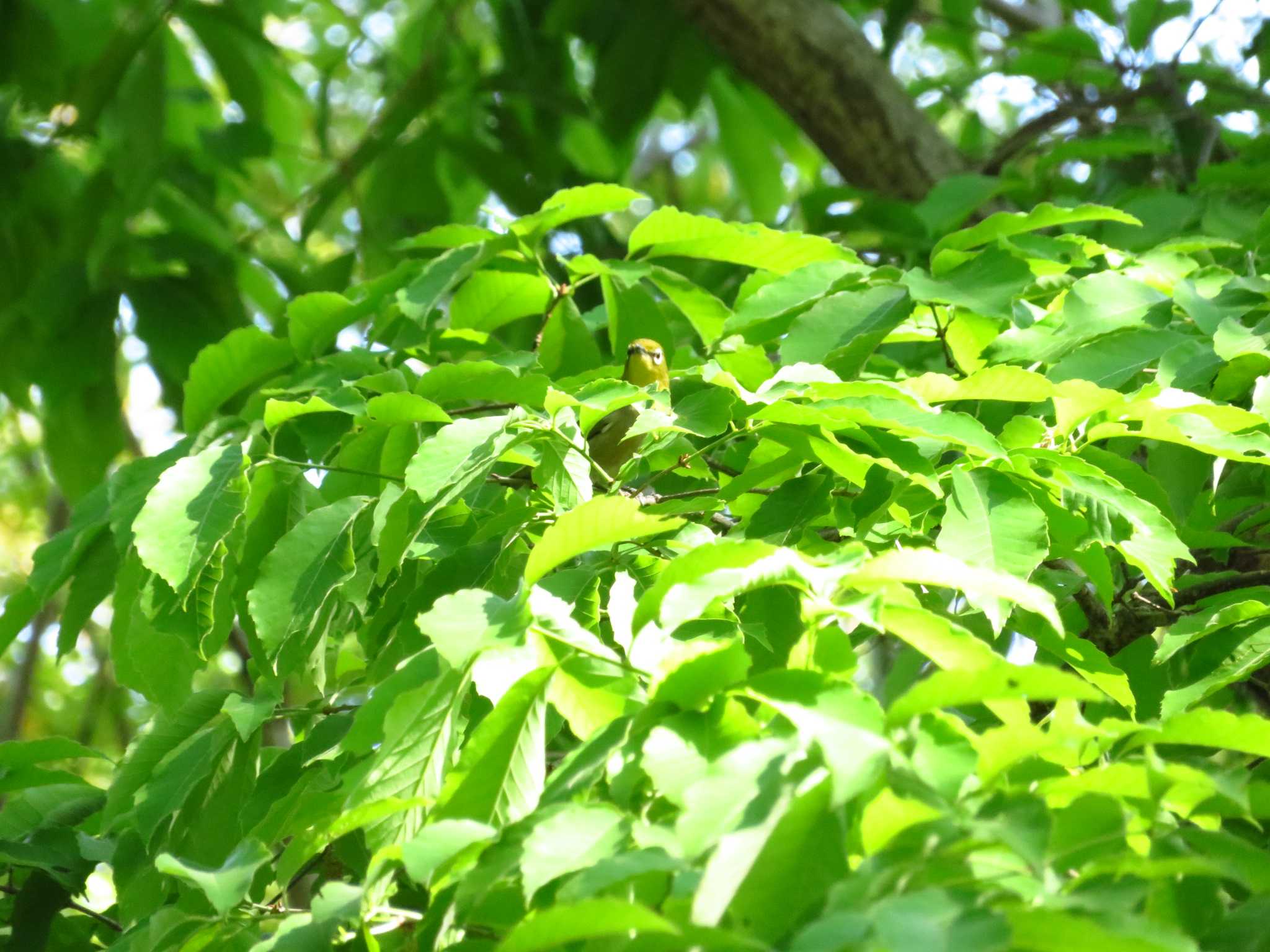 Warbling White-eye