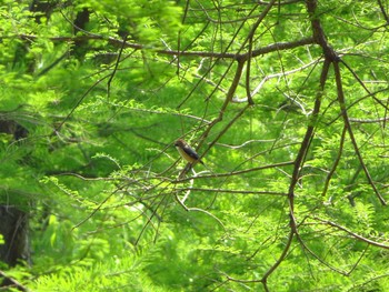 2020年5月2日(土) 奈良県北葛城郡河合町の野鳥観察記録