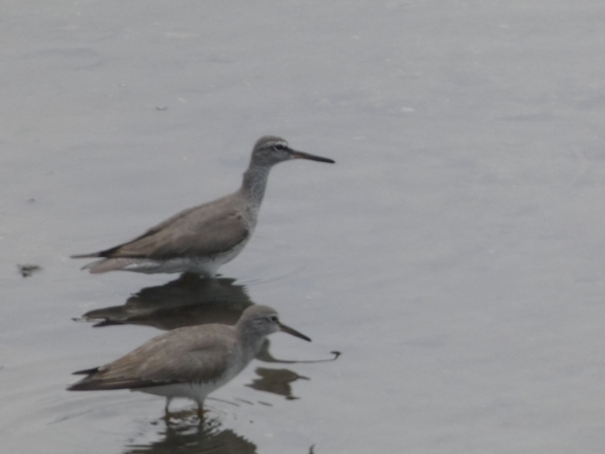 Photo of Wandering Tattler at 重富防波堤 by  nyaonyao