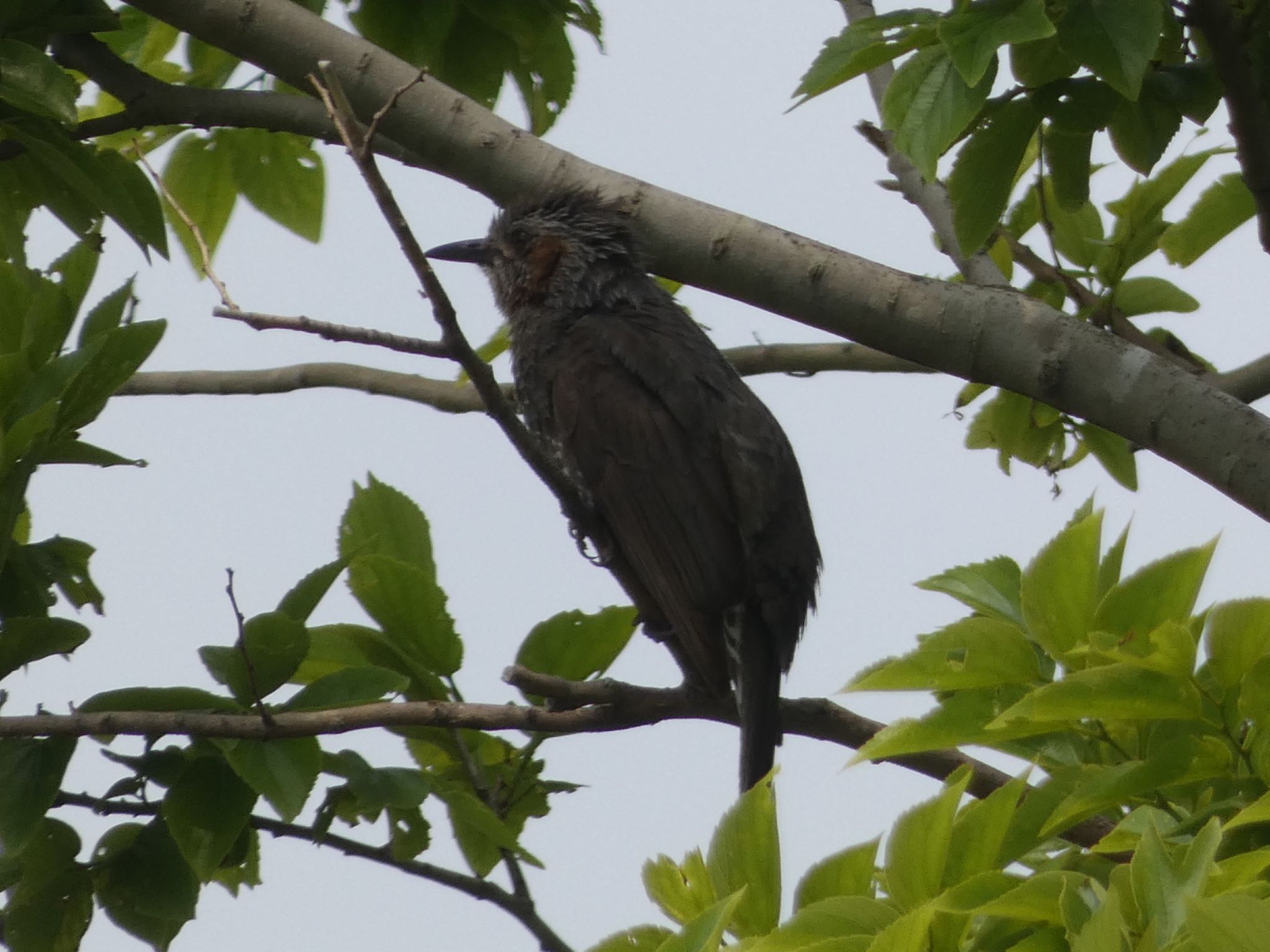 Brown-eared Bulbul