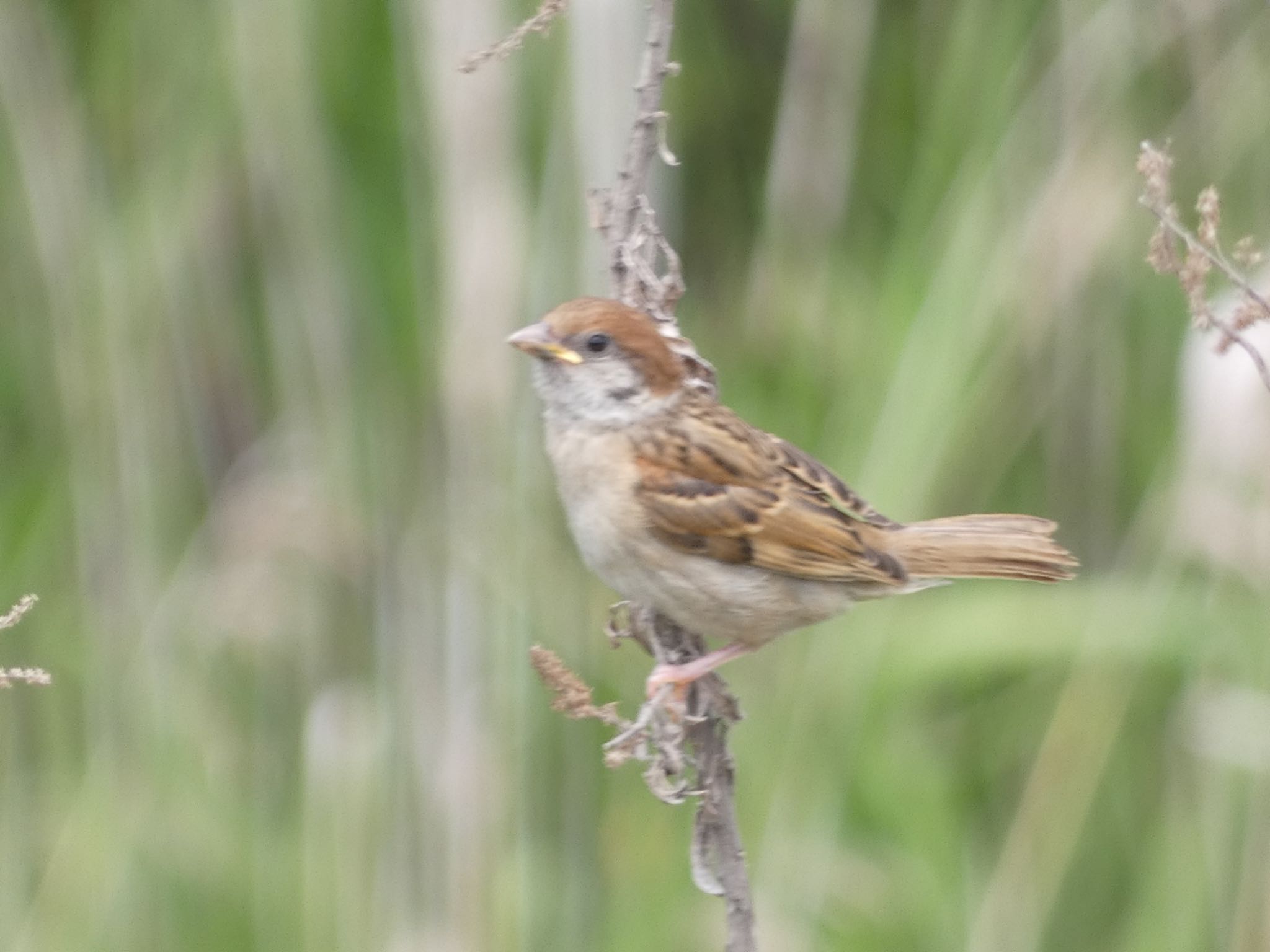 Eurasian Tree Sparrow