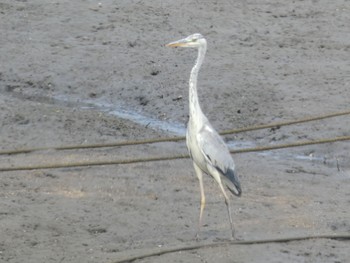 Wed, 5/6/2020 Birding report at 重富防波堤