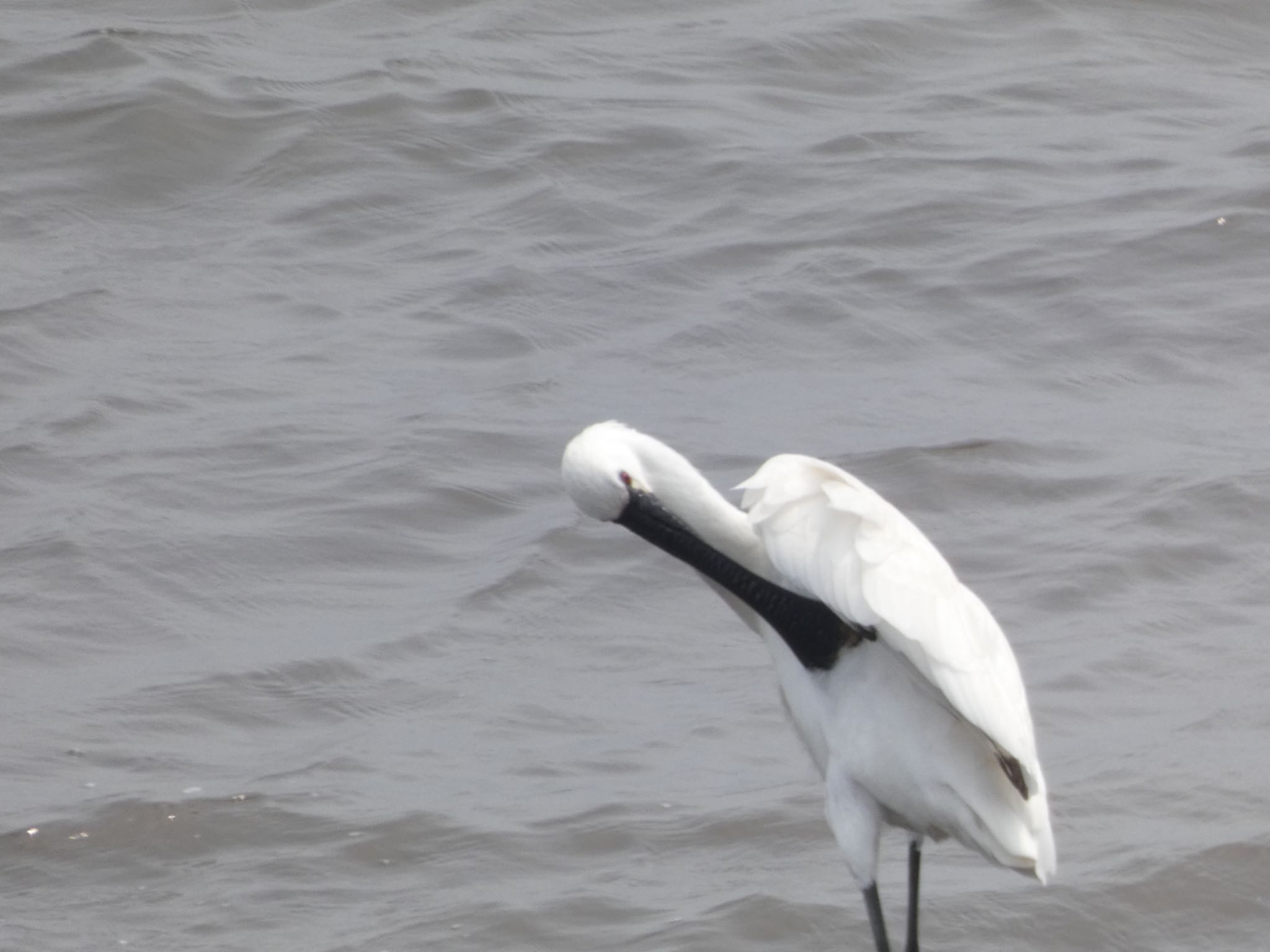 Black-faced Spoonbill