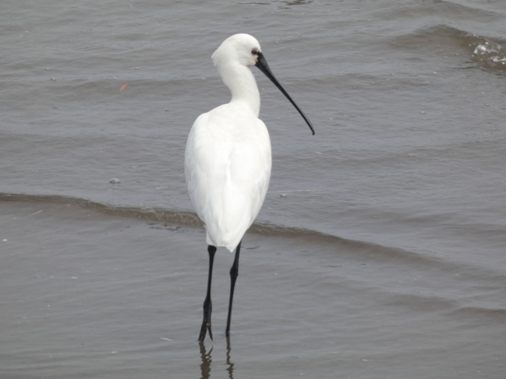 Black-faced Spoonbill