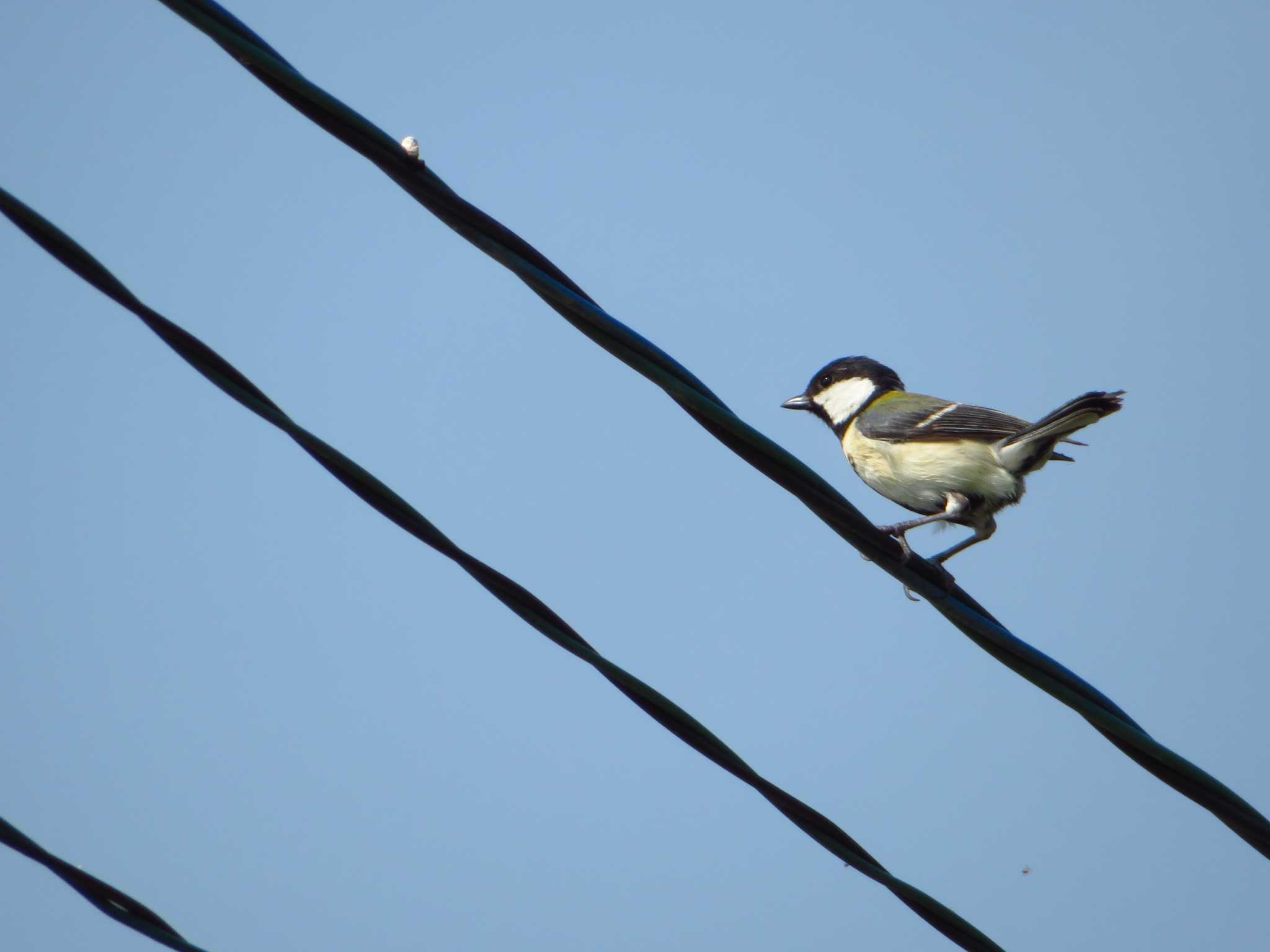 Japanese Tit