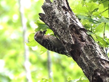 Japanese Pygmy Woodpecker 寺家ふるさと村 Wed, 5/6/2020