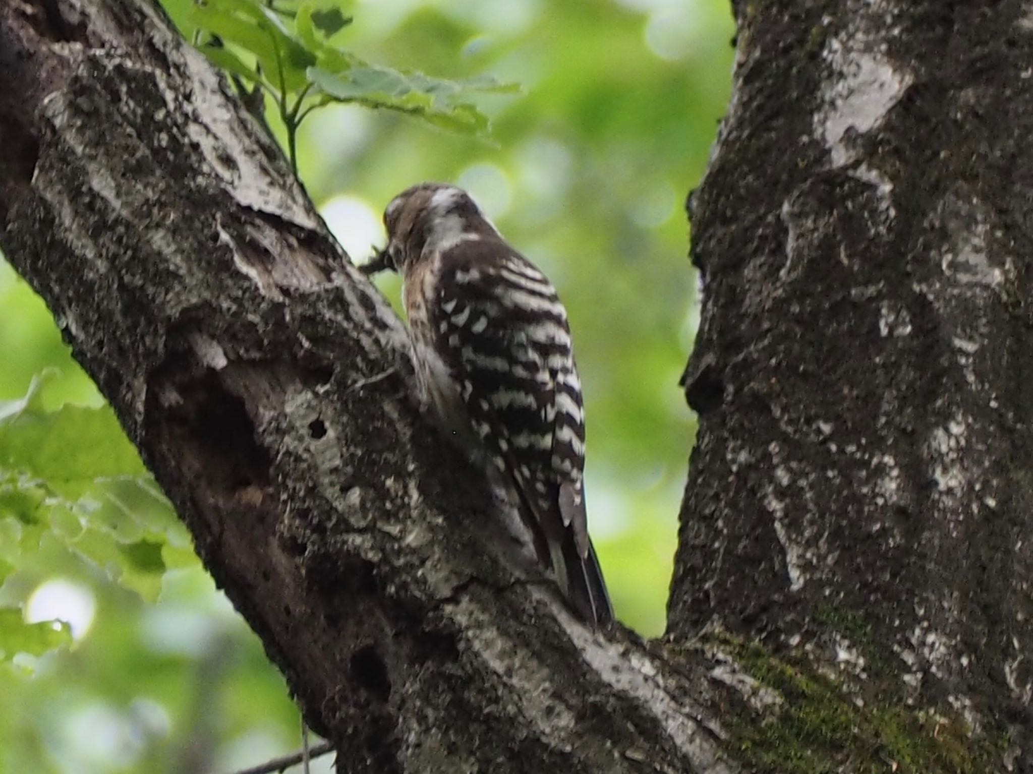 Photo of Japanese Pygmy Woodpecker at 寺家ふるさと村 by まさ