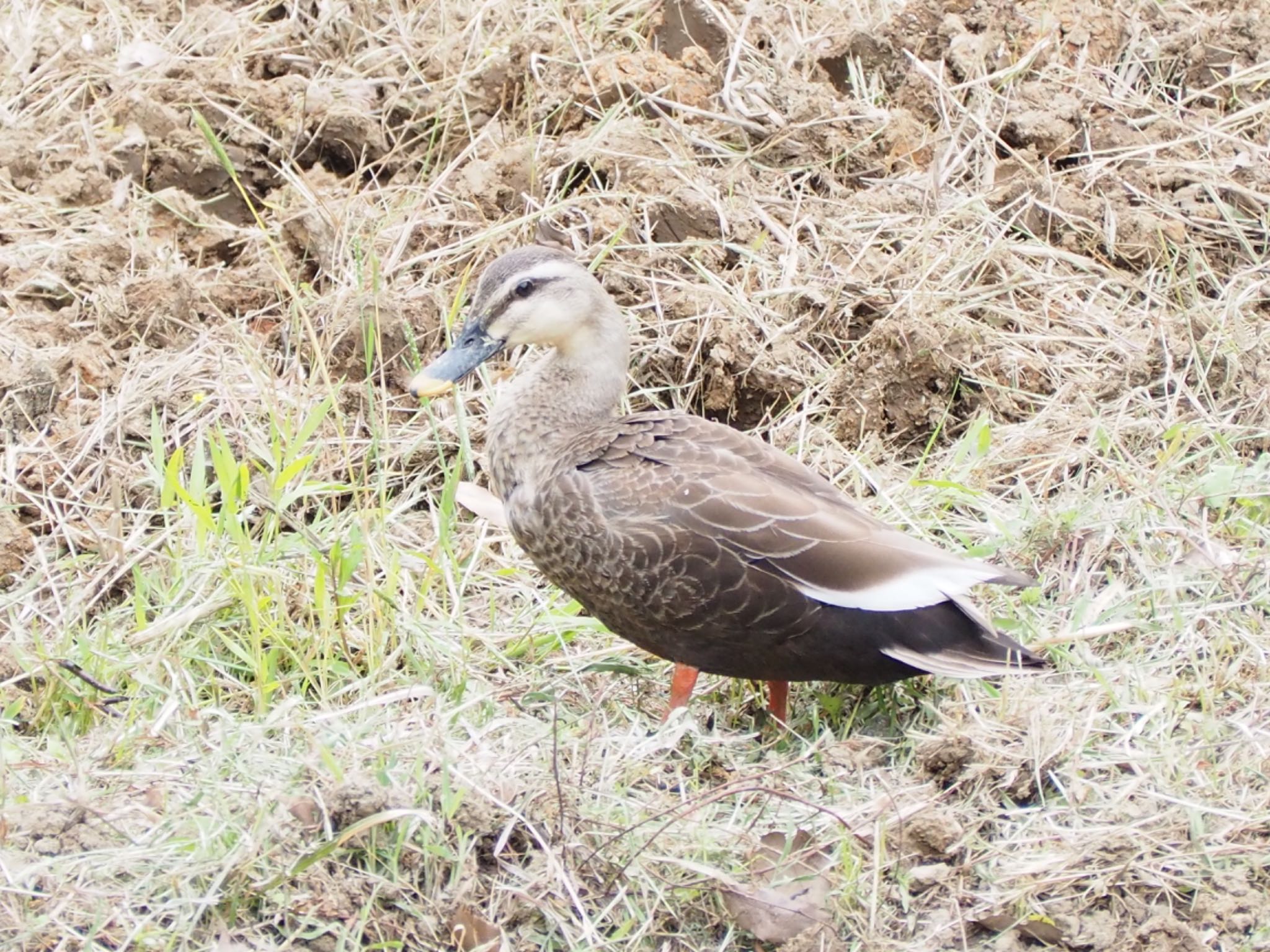 Photo of Eastern Spot-billed Duck at 寺家ふるさと村 by まさ