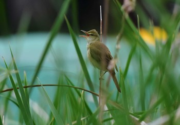 Oriental Reed Warbler Shakujii Park Wed, 5/6/2020