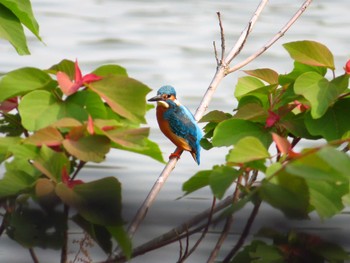 Wed, 5/6/2020 Birding report at 平城宮跡