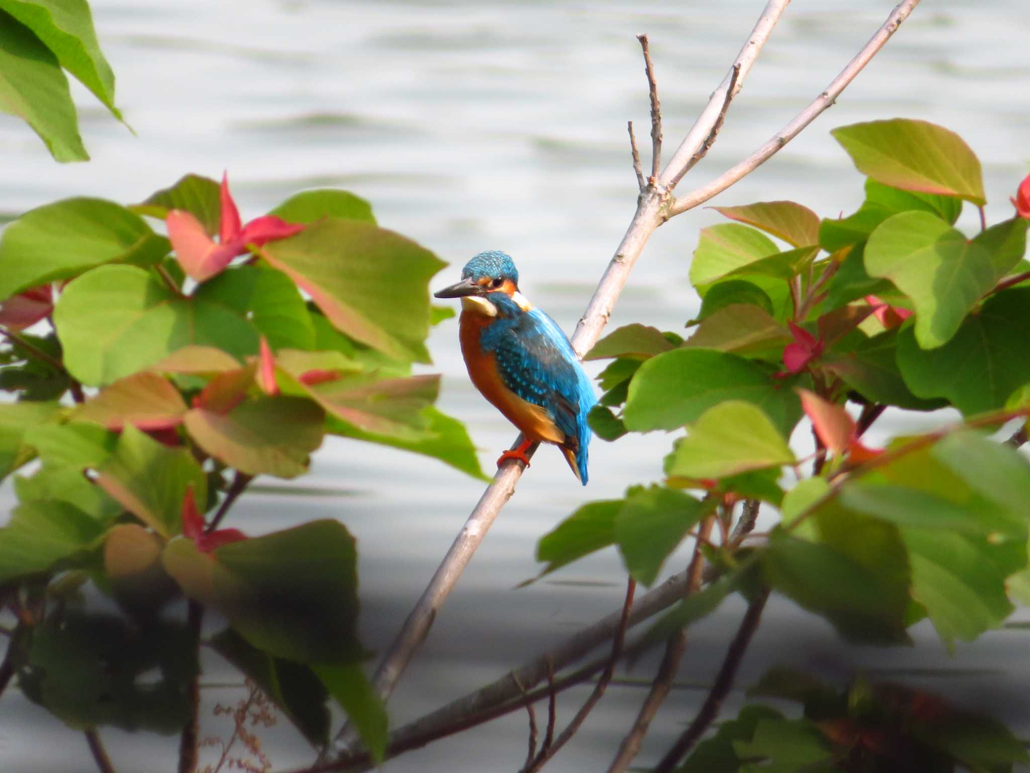 Common Kingfisher