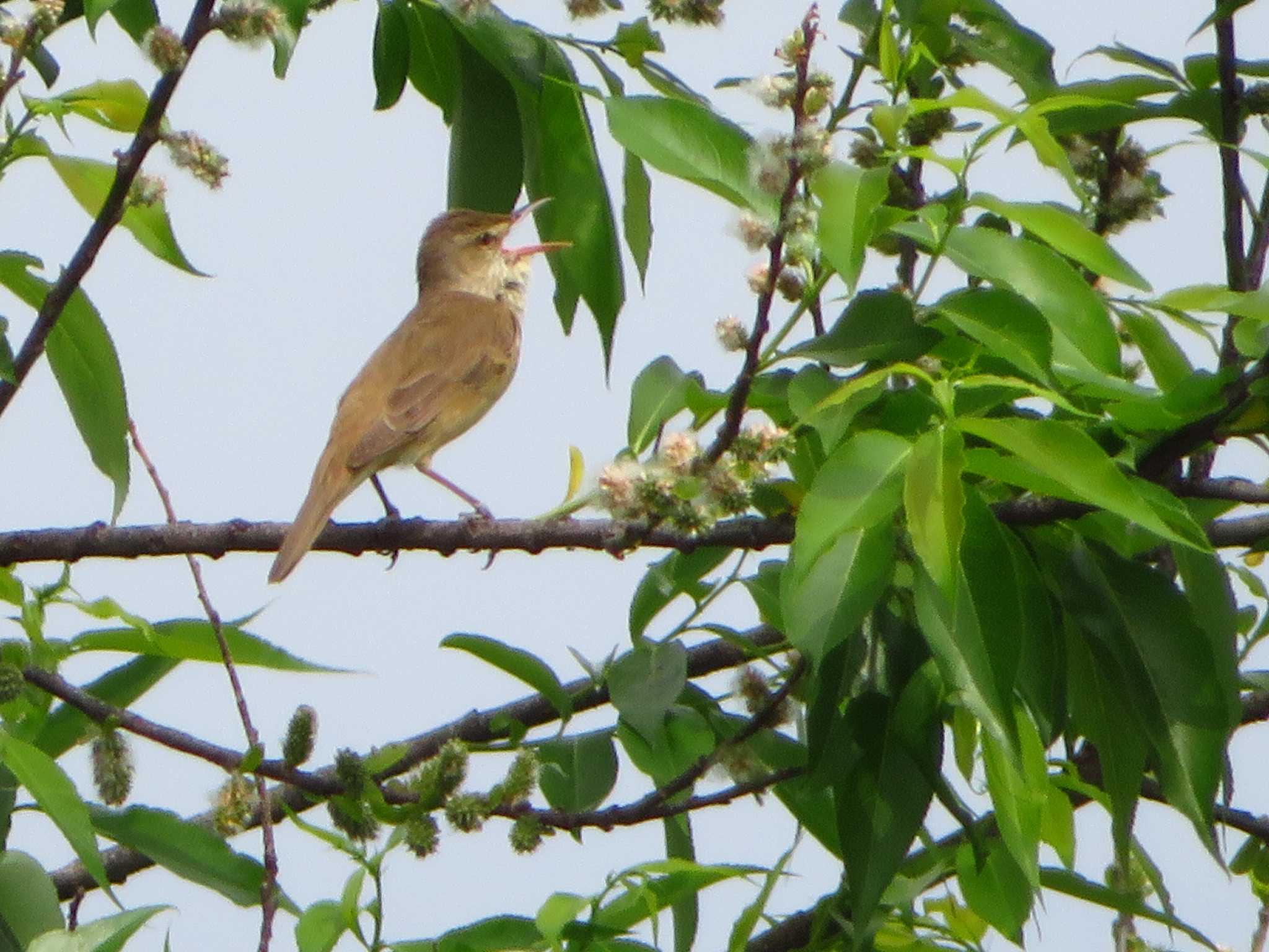 Oriental Reed Warbler