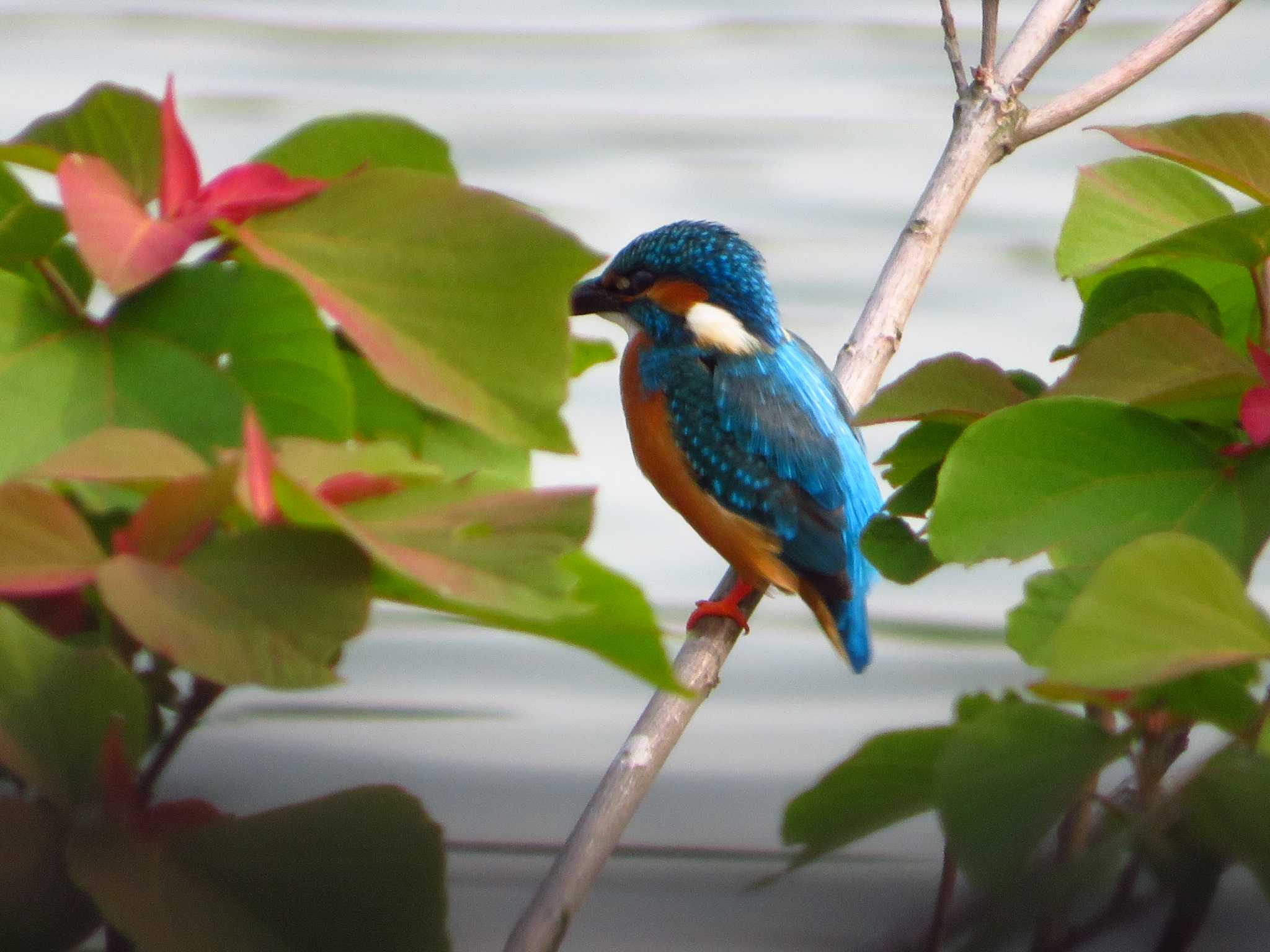 Photo of Common Kingfisher at 平城宮跡 by Okaji