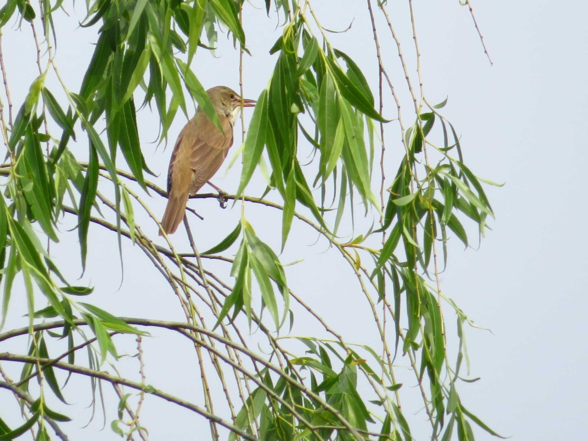 Photo of Oriental Reed Warbler at 平城宮跡 by Okaji