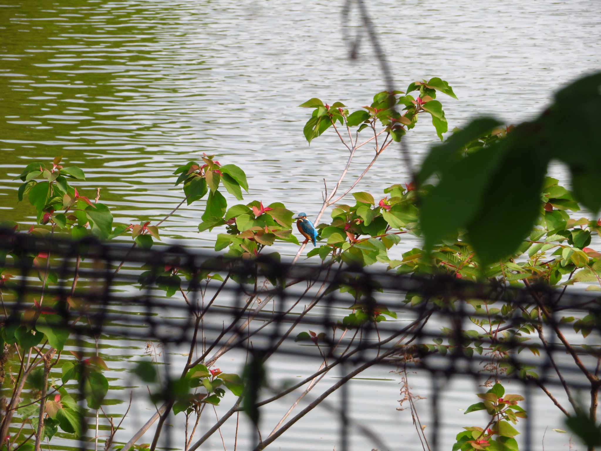 Common Kingfisher