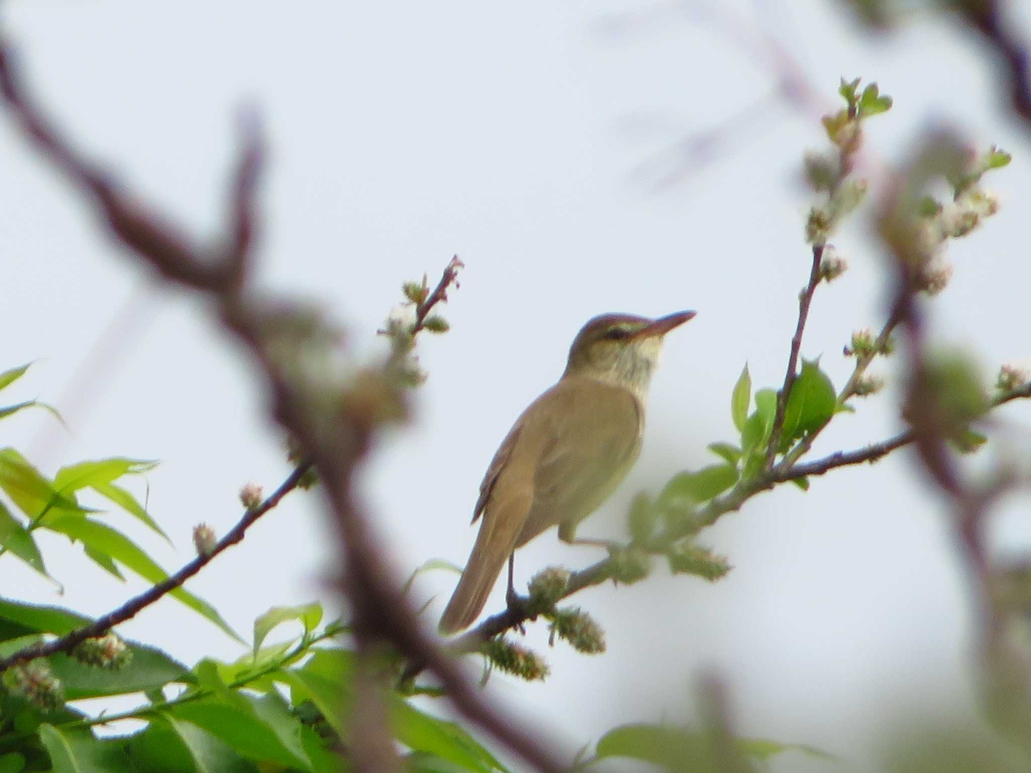 Photo of Oriental Reed Warbler at 平城宮跡 by Okaji