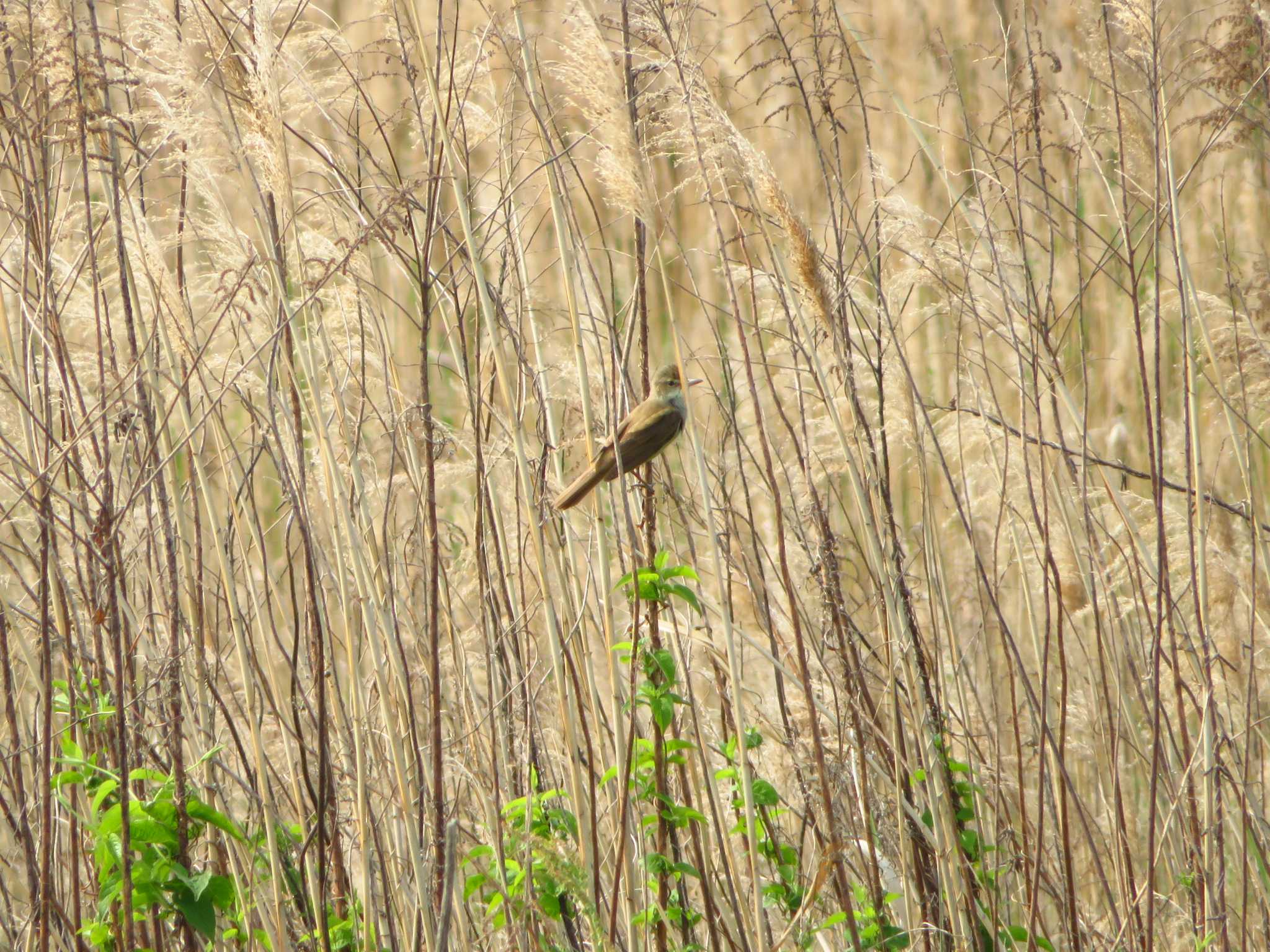 Oriental Reed Warbler